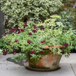 Lucca Terracotta Pot -Happy Garden pr2000012805 card5 lg
