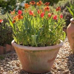 Lucca Terracotta Pot -Happy Garden pr2000012805 card6 lg