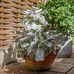 Lucca Terracotta Pot -Happy Garden pr2000012805 card8 lg