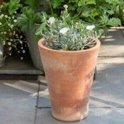 Empoli Terracotta Lily Pot -Happy Garden pr2000012808 card3 lg