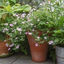 Empoli Terracotta Lily Pot -Happy Garden pr2000012808 card4 lg