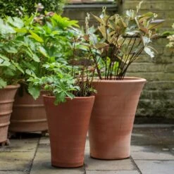 Empoli Terracotta Lily Pot -Happy Garden pr2000012808 card5 lg