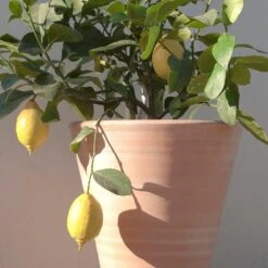 Empoli Terracotta Lily Pot -Happy Garden pr2000012808 card6 lg