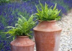 Terracotta Oil Pot -Happy Garden pr2000016940 card3 lg