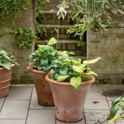 Terracotta Arc Pot -Happy Garden pr2000016942 card5 lg