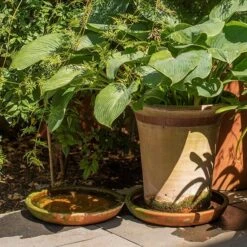 Terracotta Saucer -Happy Garden pr2000022770 card4 lg