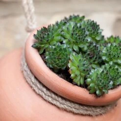 Terracotta Babylon Hanging Pot -Happy Garden pr2000023695 card6 lg