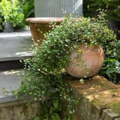 Terracotta Babylon Hanging Pot -Happy Garden pr2000023695 card8 lg