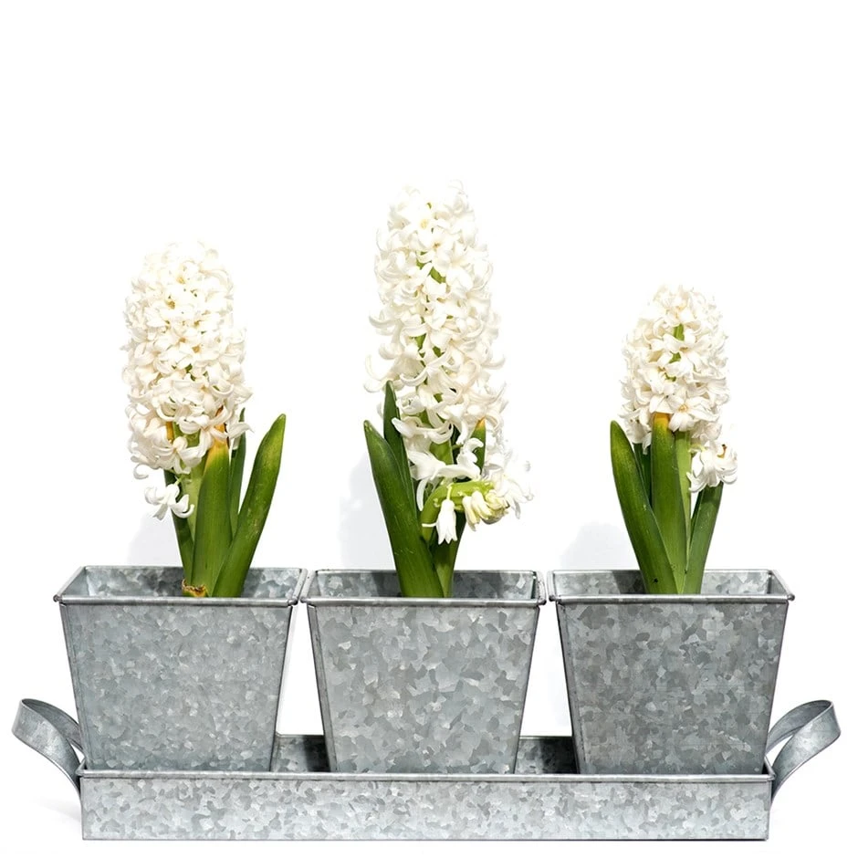 Galvanised Pots - Set Of 3 With Tray 1 Galvanised Pots - Set Of 3 With Tray