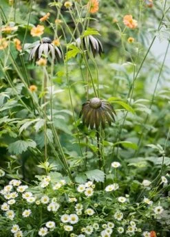 Echinacea Plant Stake - Antique Bronze -Happy Garden pr2000026357 card4 lg