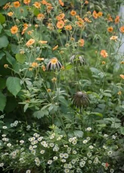 Echinacea Plant Stake - Antique Bronze -Happy Garden pr2000026357 card5 lg
