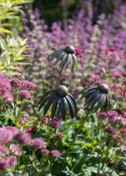 Echinacea Plant Stake - Antique Bronze -Happy Garden pr2000026357 card7 lg