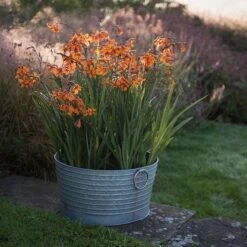 Ribbed Galvanised Tub -Happy Garden pr2000027854 card3 lg