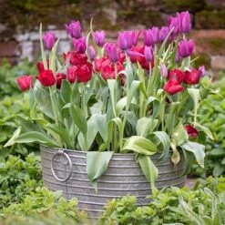 Ribbed Galvanised Tub -Happy Garden pr2000027854 card6 lg