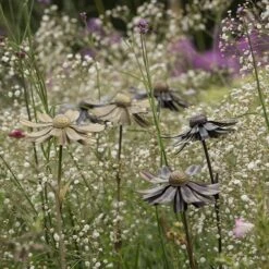 Helenium Flower Stake -Happy Garden pr2000028383 card3 lg