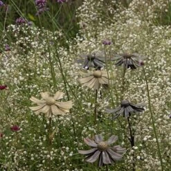 Helenium Flower Stake -Happy Garden pr2000028383 card5 lg