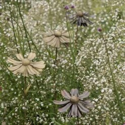 Helenium Flower Stake -Happy Garden pr2000028383 card6 lg