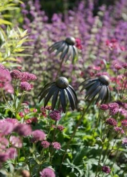 Echinacea Plant Stake - Antique Pewter -Happy Garden pr2000028412 card3 lg