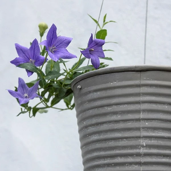 Hanging Aged Ribbed Planter 3 Hanging Aged Ribbed Planter - Image 3