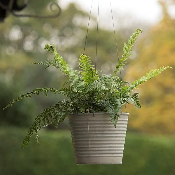 Hanging Aged Ribbed Planter 5 Hanging Aged Ribbed Planter - Image 5
