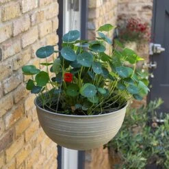 Hanging Aged Ribbed Bowl -Happy Garden pr2000031455 card6 lg