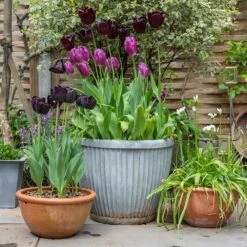 Zinc Dolly Pot -Happy Garden pr2000031492 card5 lg