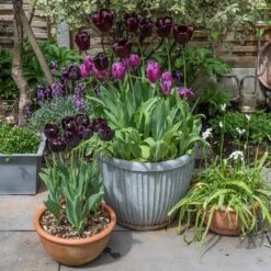 Zinc Dolly Pot -Happy Garden pr2000031492 card7 lg