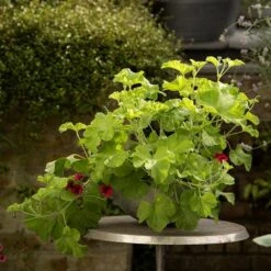 Sphere Plant Bowl -Happy Garden pr2000031495 card5 lg