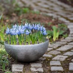 Sphere Plant Bowl -Happy Garden pr2000031495 card7 lg