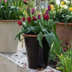 Glazed Terracotta Pot - Black