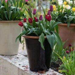 Glazed Terracotta Pot - Black -Happy Garden pr2000034127 card7 lg