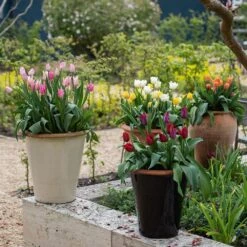 Glazed Terracotta Pot - Black -Happy Garden pr2000034127 card8 lg