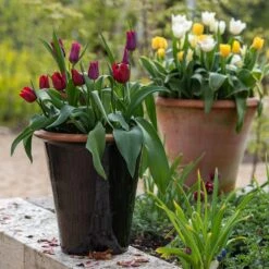 Glazed Terracotta Pot - Black -Happy Garden pr2000034127 card9 lg