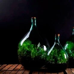 Plant Terrarium Bottle 5 Litre Set -Happy Garden pr2000035301 card3 lg