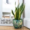 Botanical Fern Print Plant Pot - Blue