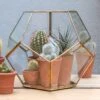 Pentagon Terrarium With Tray Base