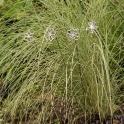 Plant/bulb Marking Stake - Shamrock -Happy Garden pr2000041716 card5 lg