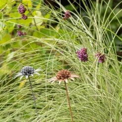Scabiosa 'deadhead' Stake - Rust 9 Scabiosa 'deadhead' Stake - Rust -Happy Garden pr2000041723 card5 lg