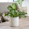 Stoneware Meadow Planter Ivory