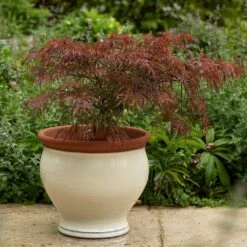 Ivory Bellied Planter -Happy Garden pr2000045026 card6 lg