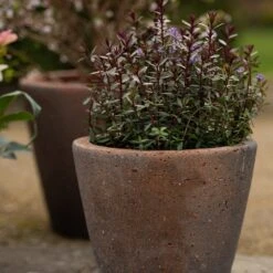 Tapered Terracotta Pot - Sandblasted -Happy Garden pr2000046314 card3 lg