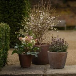 Tapered Terracotta Pot - Sandblasted -Happy Garden pr2000046314 card4 lg