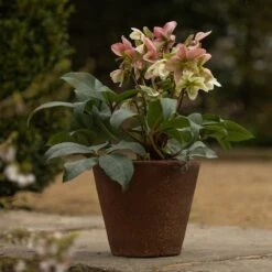 Tapered Terracotta Pot - Sandblasted -Happy Garden pr2000046314 card5 lg
