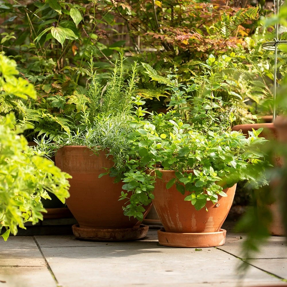 Terracotta Herb Pot And Saucer - Large 4 Terracotta Herb Pot And Saucer - Large - Image 4