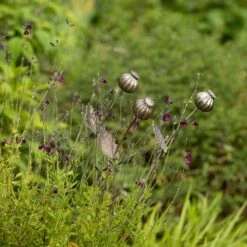 Poppy Seed Head Stake - Large Seed Head -Happy Garden pr2000046971 card10 lg