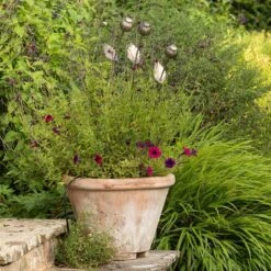 Poppy Seed Head Stake - Large Seed Head -Happy Garden pr2000046971 card3 lg