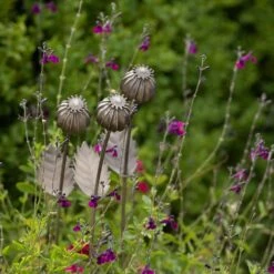 Poppy Seed Head Stake - Large Seed Head -Happy Garden pr2000046971 card7 lg