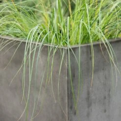 Square Terrace Planter - Weathered Cement -Happy Garden pr2000048722 card5 lg